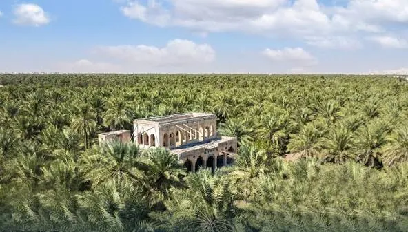 A tour among palm farms and date harvesting