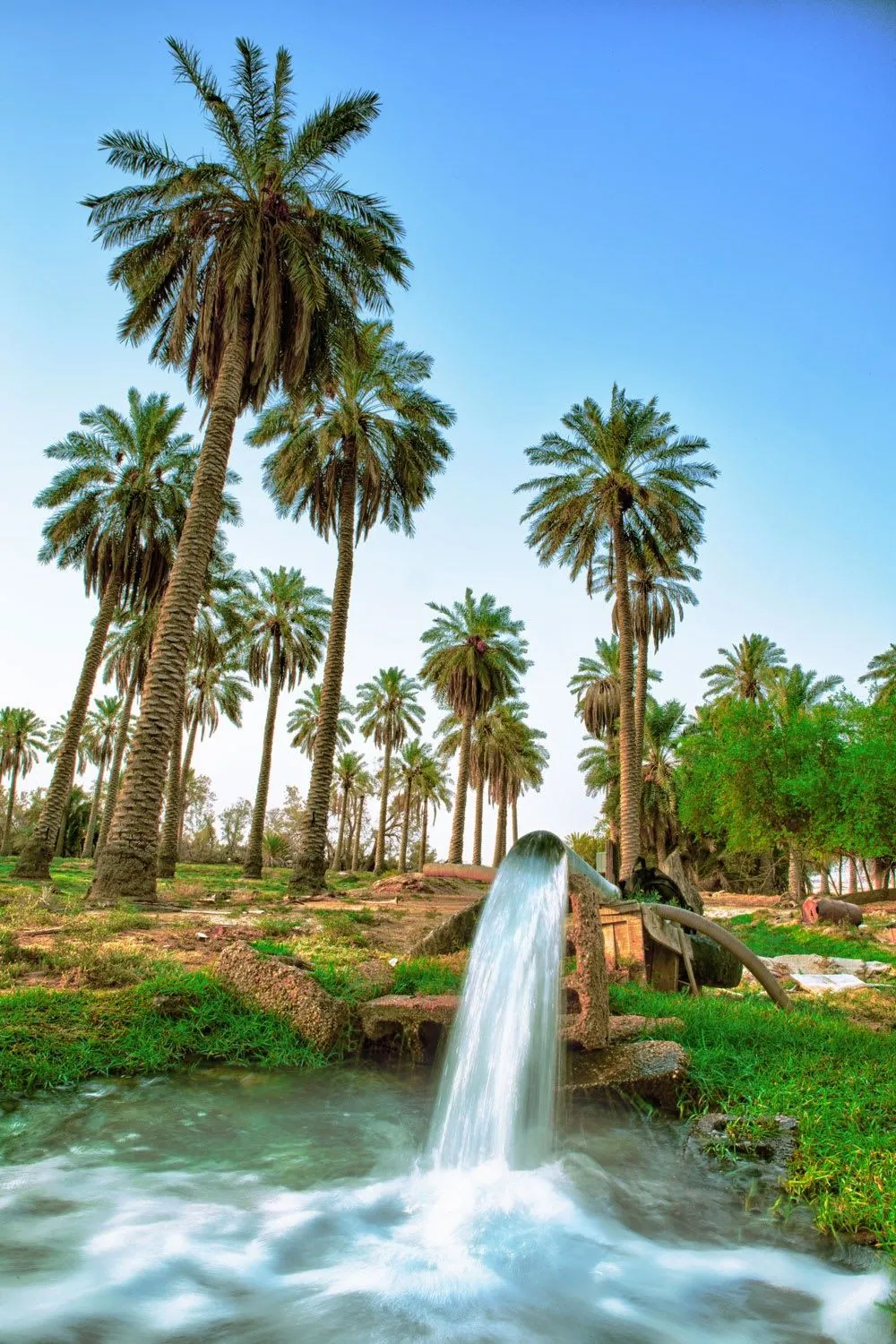 Traditional palm irrigation and date picking